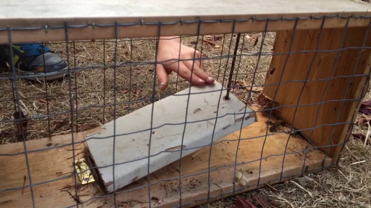 Rabbit or Raccoon Live Trap