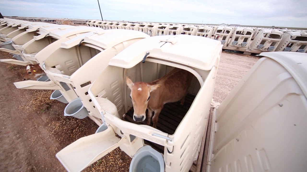 Calf-Tel Story