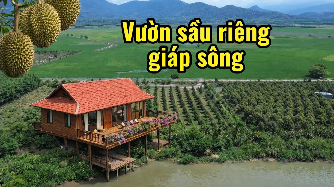 Vườn sầu riêng giáp sông vừa ở vừa đầu tư lâu dài ở đa kai bình thuận.
