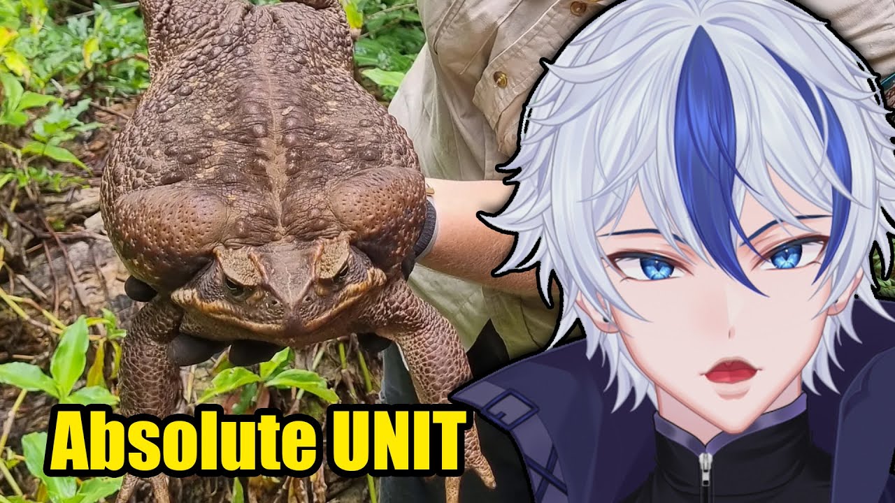 The Toad that BROKE Australia | More Parz React