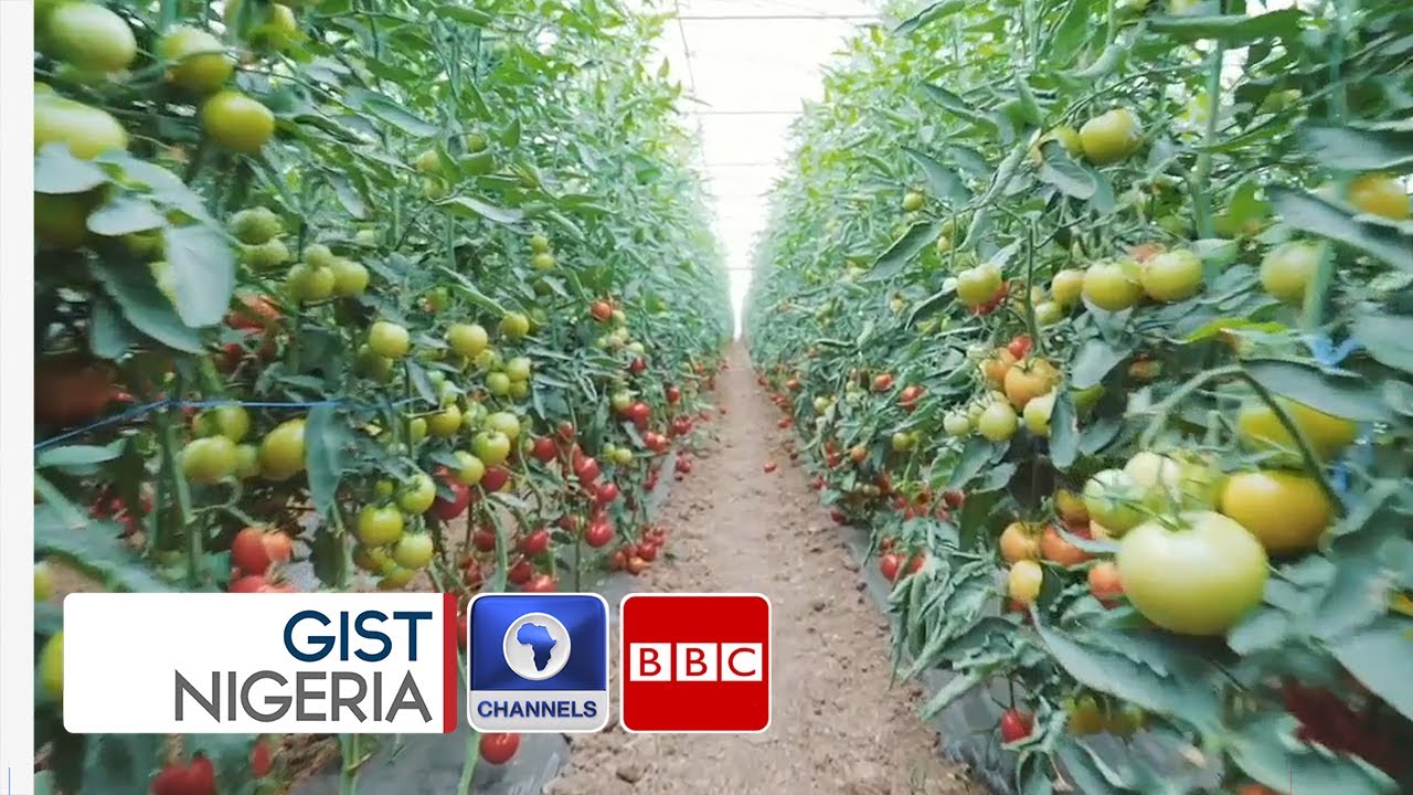 How Nigeria Is Regulating GMO Foods In The Country