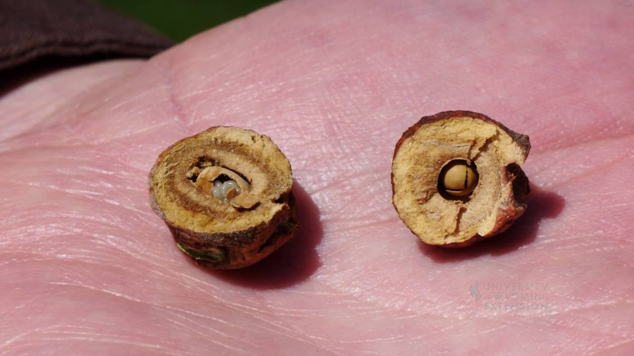 Oak Gall Wasp | From the Ground Up