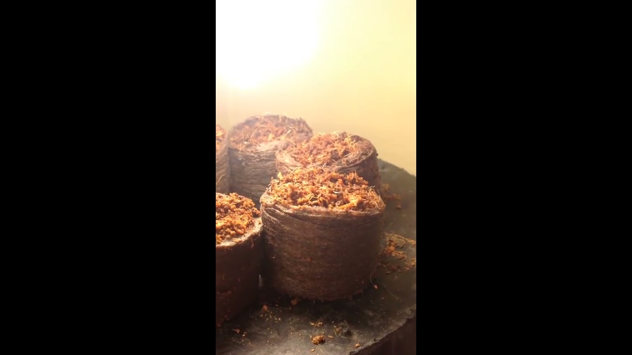 Growing weed with cfls