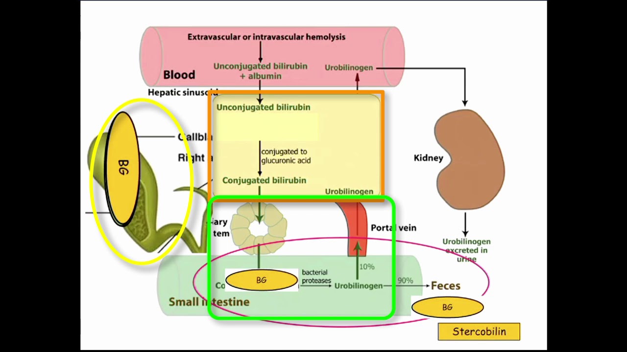 12DaysinMarch, Podcast Series, Bilirubin Metabolism for the USMLE Step One Exam