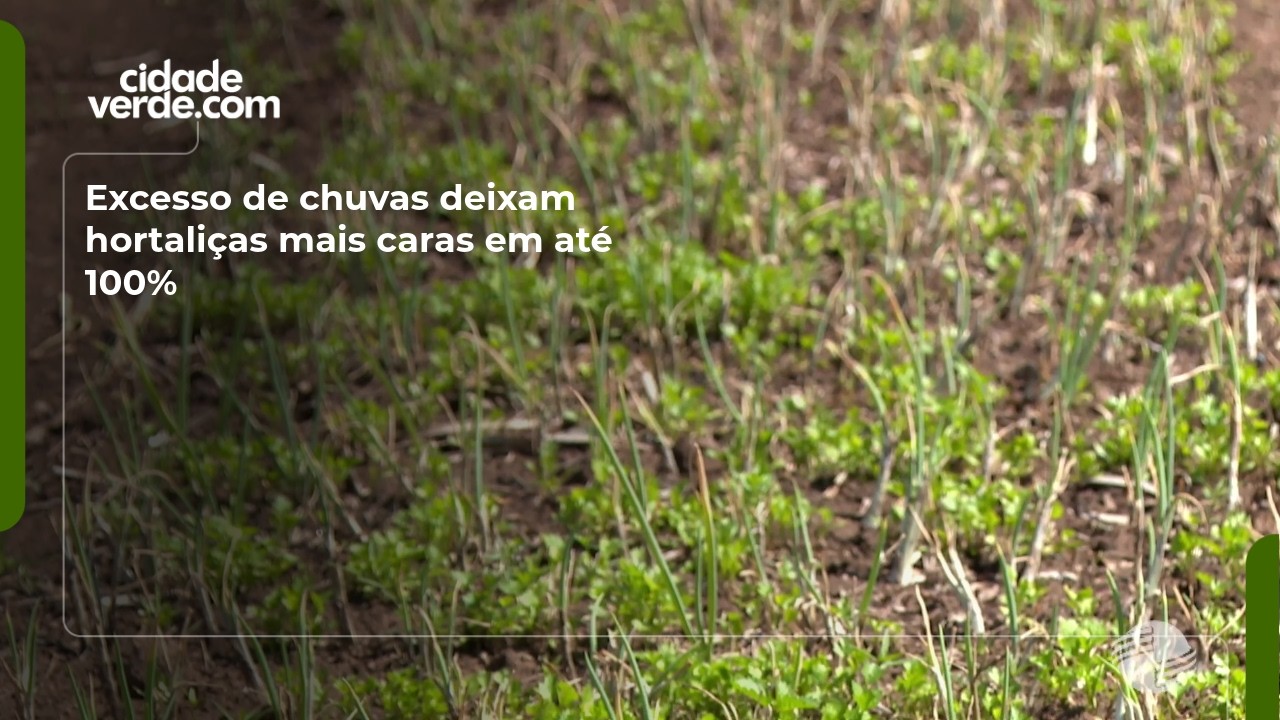 Excesso de chuvas deixam hortaliças mais caras em até 100%