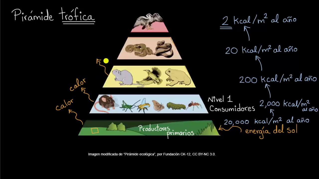 Impacto de cambios a las pirámides tróficas | Khan Academy en Español