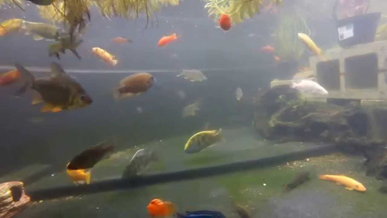 My 750 Gallon Pond Part 2