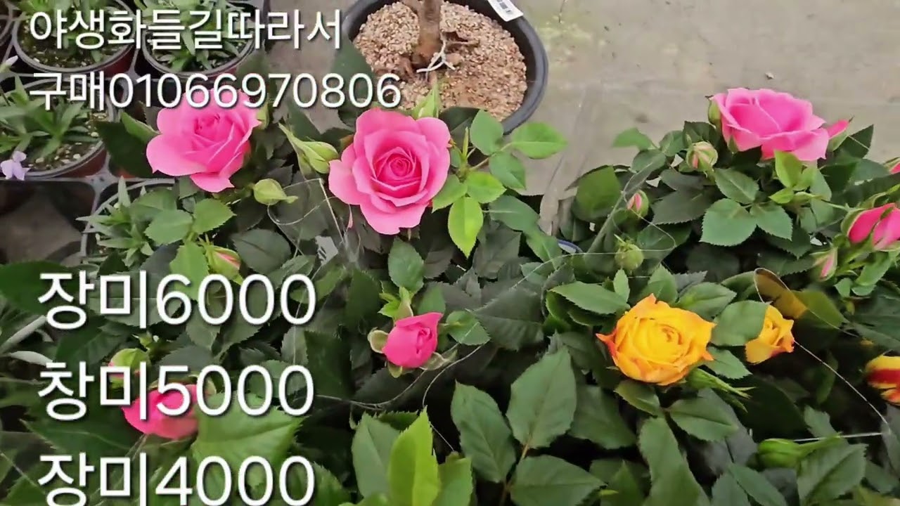 야생화들길따라서 01066970806# 종으아리.보라.분홍.청하쥐손이.불새.크로커스.왕수선화.히야신스.천황매.장미조팝.설유화.이스라지분제수형.아네모네.풍로초