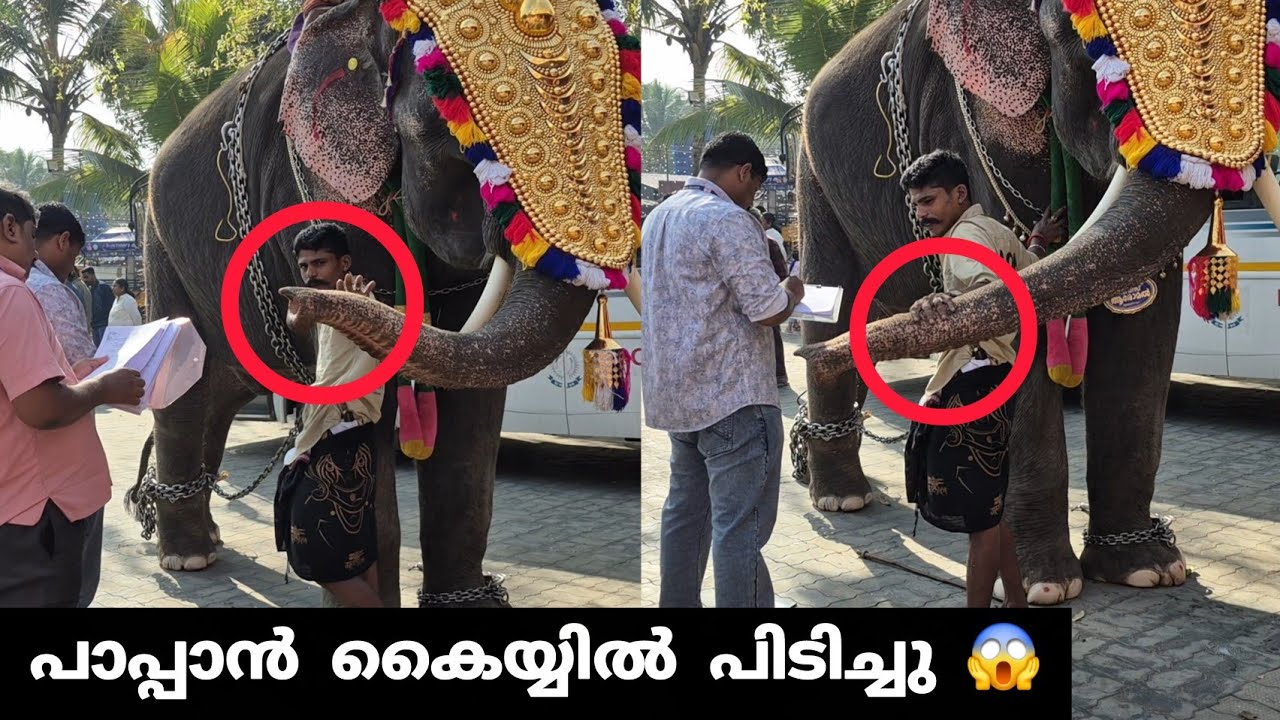 പാപ്പാൻ കൈയ്യിൽ പിടിച്ചു | Kerala Elephant 