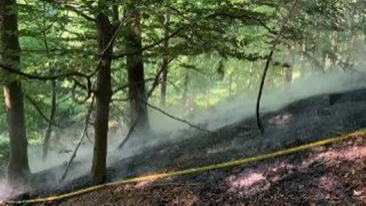 Bruxelles&nbsp;: Un incendie s'est d&eacute;clar&eacute; dans la For&ecirc;t de Soignes