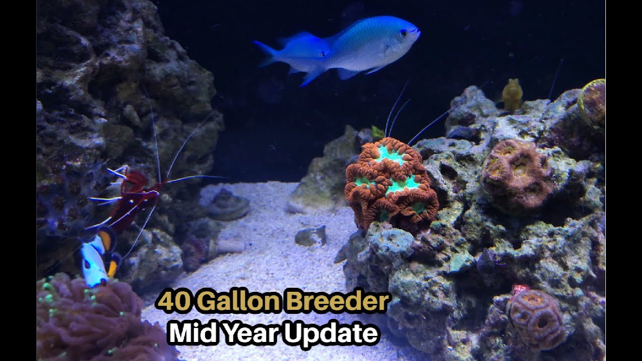 Mid 2021 Update - 40 Gallon Breeder Nano Reef Tank