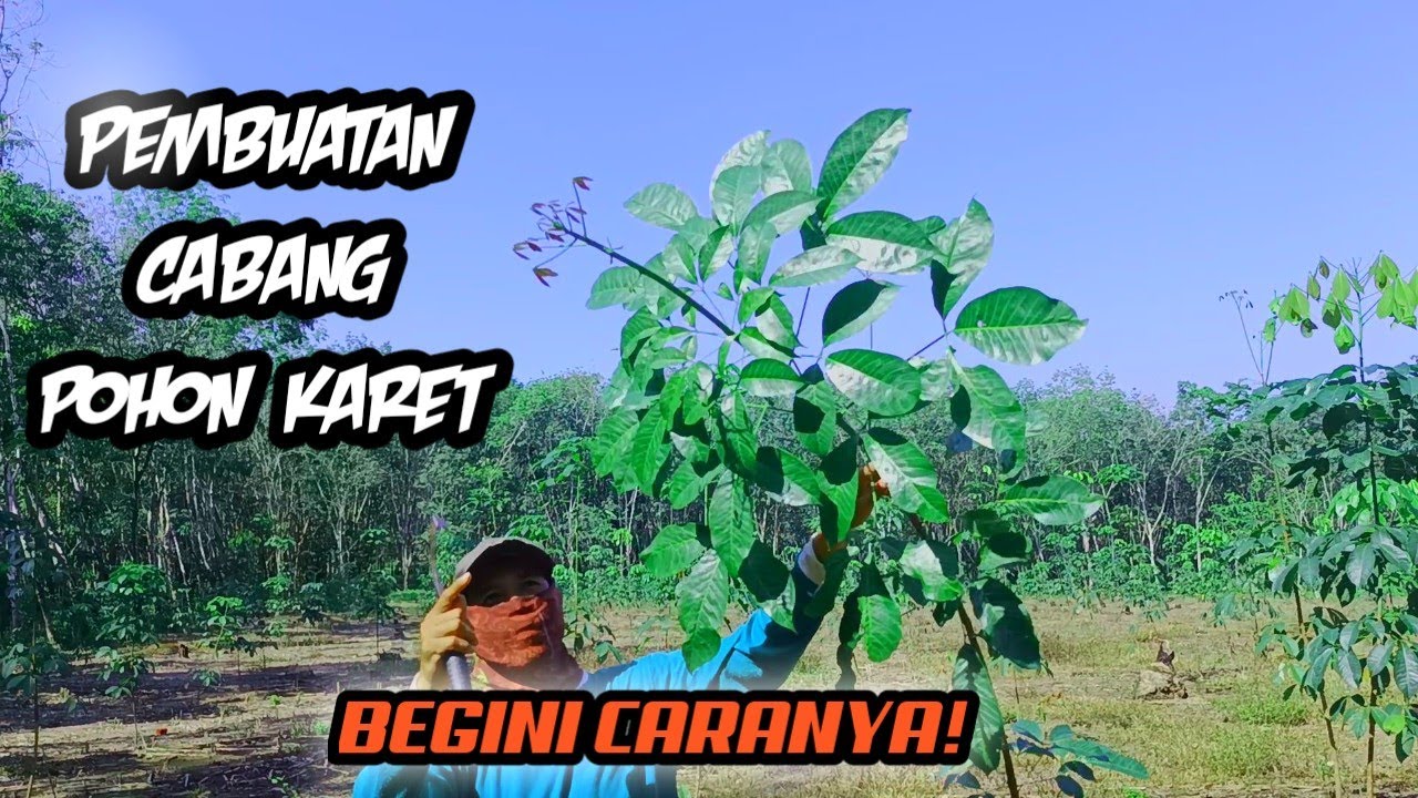 proses pembuatan cabang pada pohon karet yang dijamin tumbuh cabang lebat