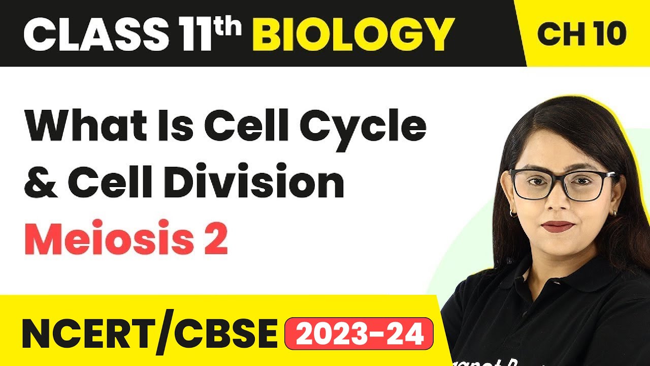 Class 11 Chapter 10 | Meiosis 2 - Cell Cycle & Cell Division | Is Meiosis 2 Similar to Mitosis