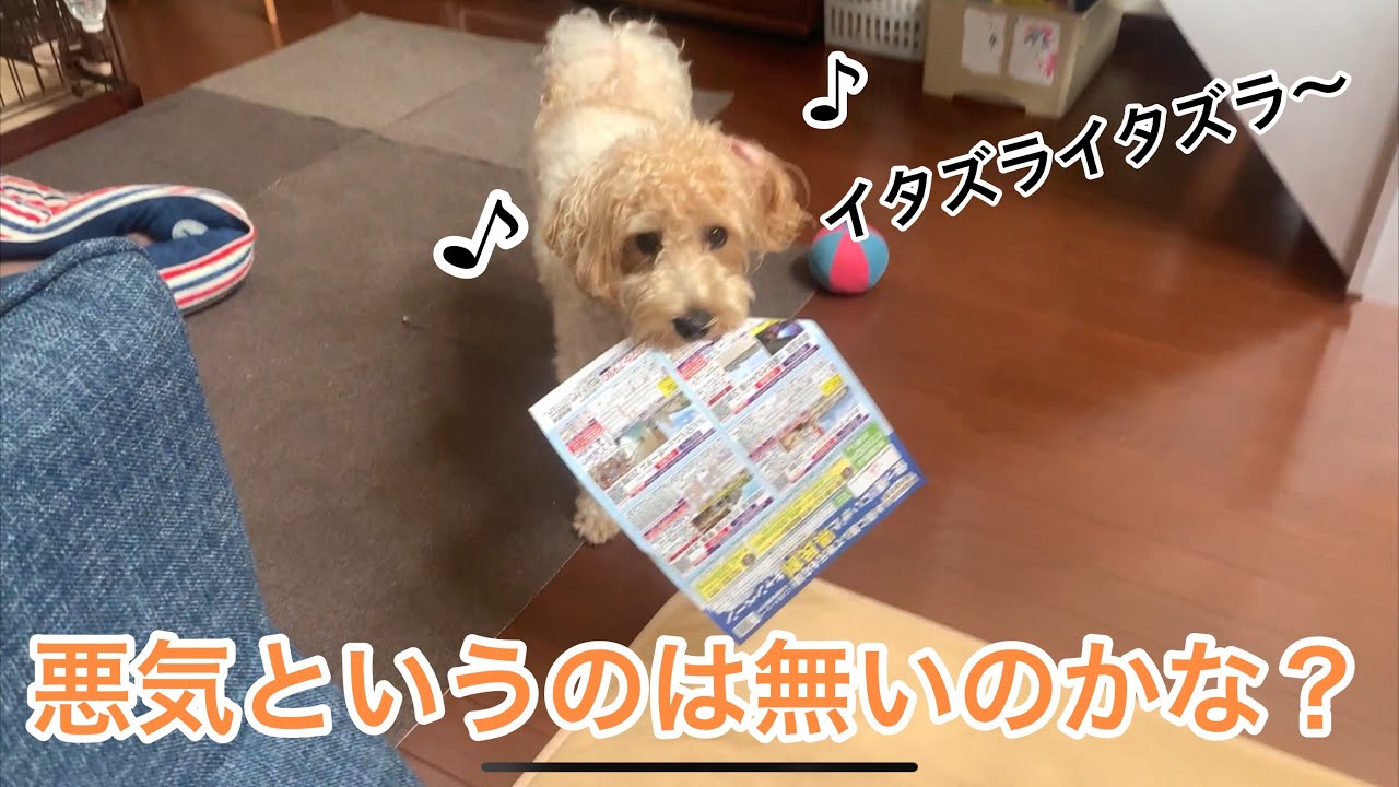 【シュナプー】こ、こやつ悪気がないだと！？