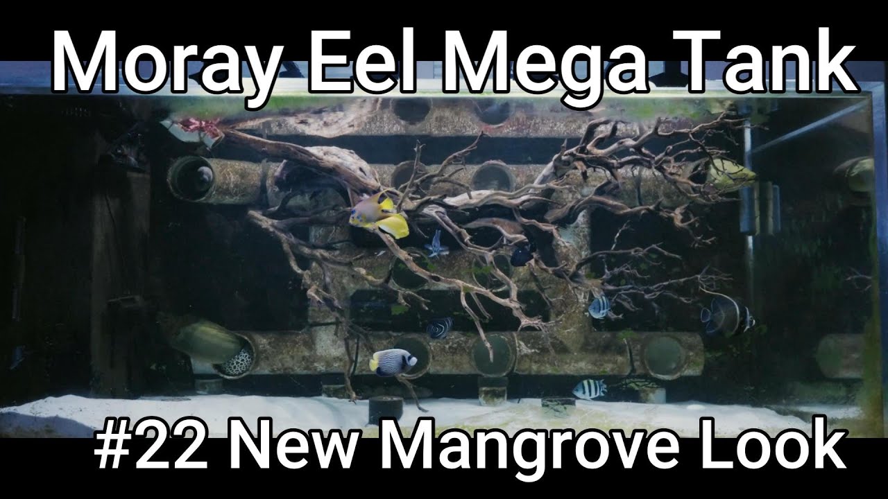 Мега-аквариум Moray Eel Mega Tank - 22 - Новый вид мангровых деревьев