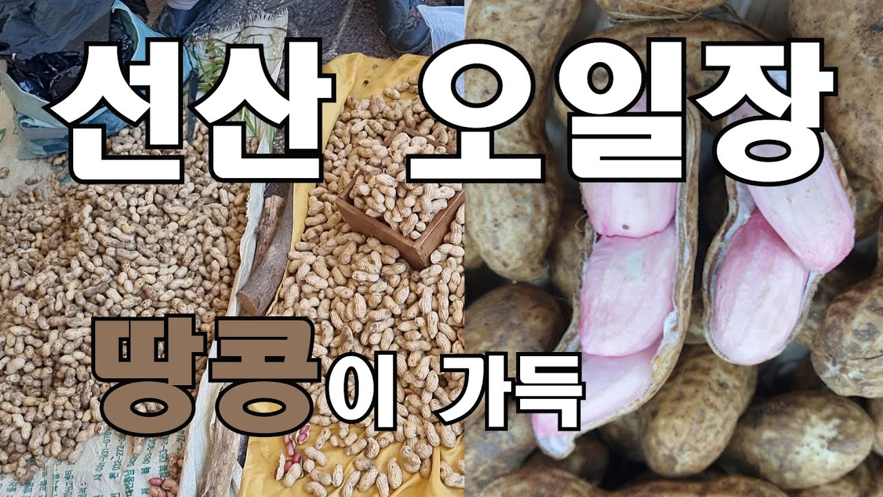 먹거리 넘치는 선산오일장 땅콩 풍년, 좋은 땅콩 구별법, 한 되 구천원~만원 Seonsan Traditional Market