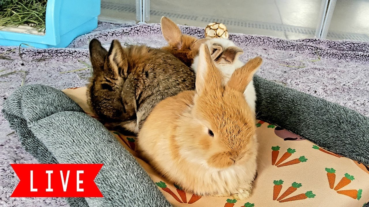 LIVE Bunny Cam! Baby Bunnies Playing!