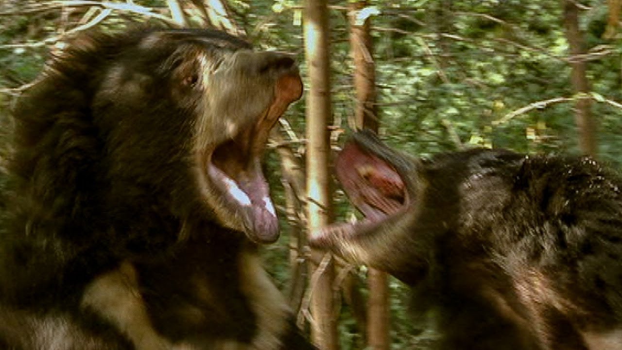 Deadly Sloth Bears Fight over Food | Deadly 60 | BBC Earth Explore