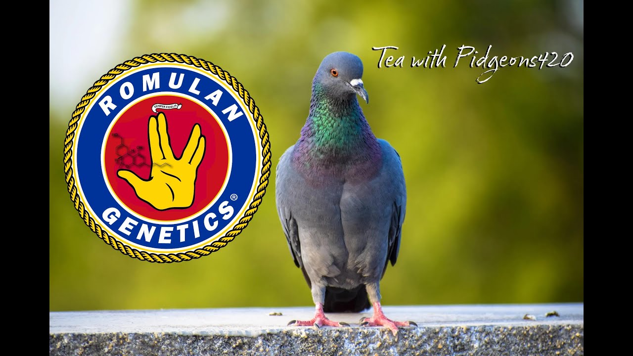 Romulan Genetics - Podcast Interview with Tea With Pidgeons420