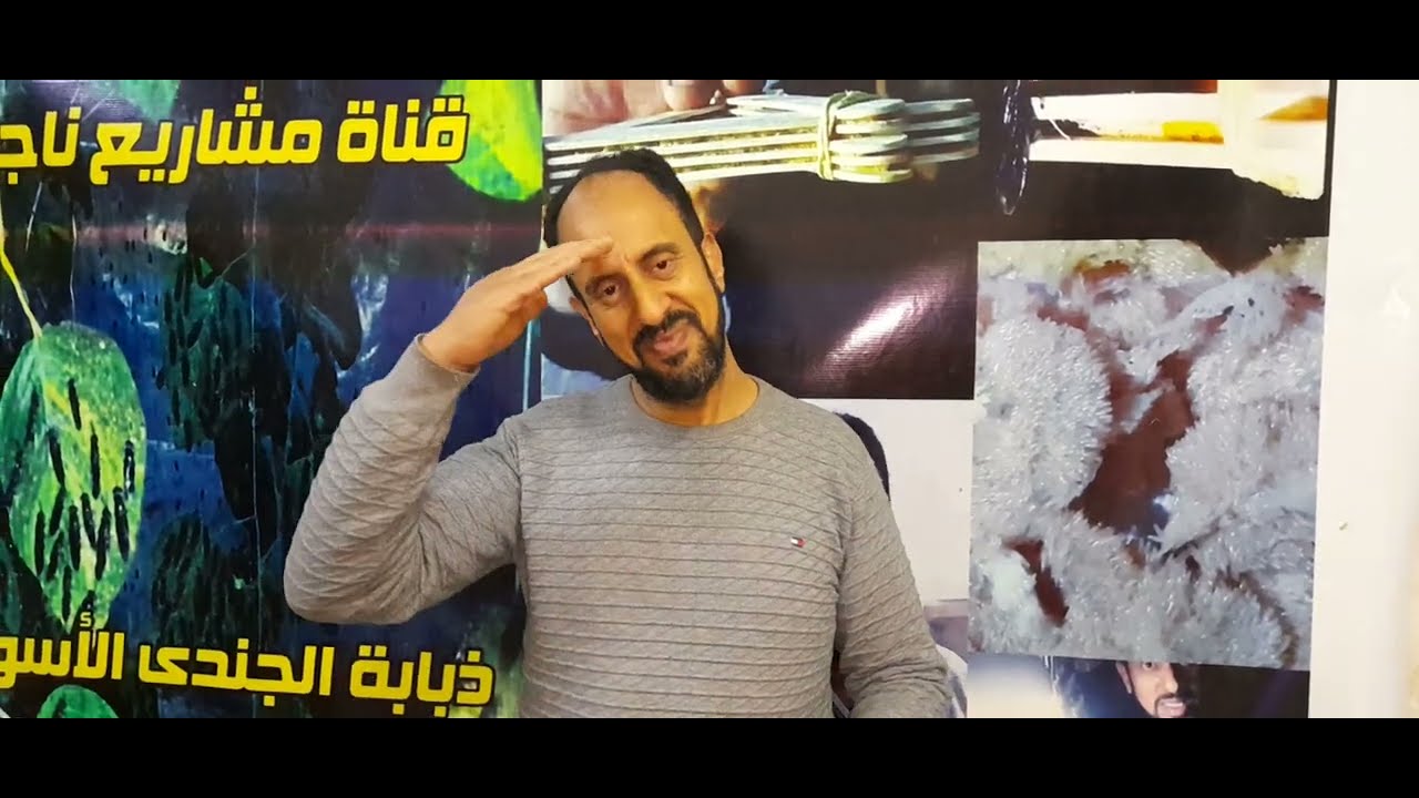 الحلقة الثانيه بعد تفقيس بيض ذبابة الجندى الاسود 