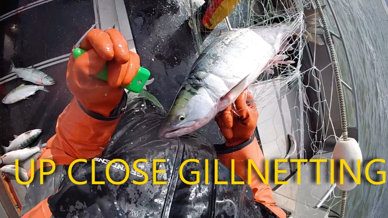 POV Gillnetting in Bristol Bay Alaska