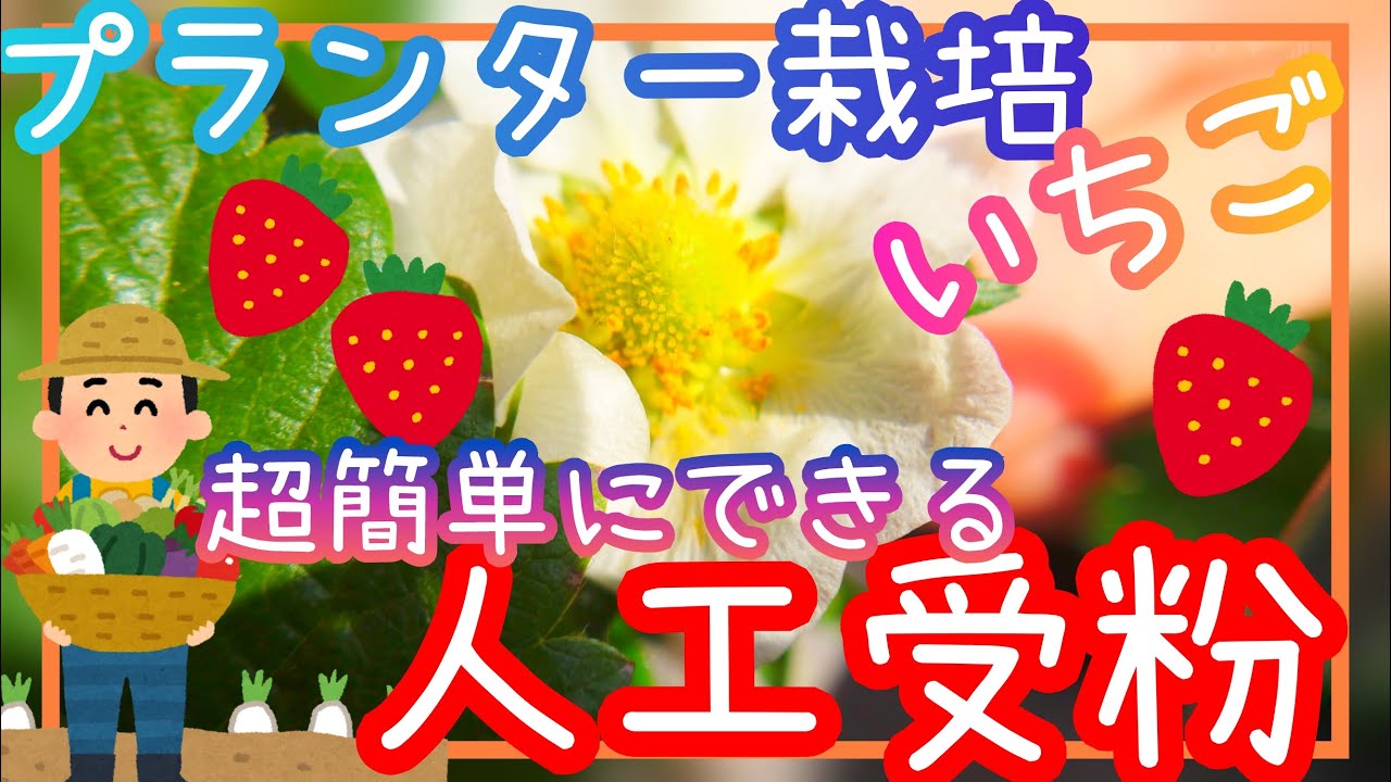 やらないと損♪イチゴの人工授粉/家庭菜園/プランター栽培/2025年