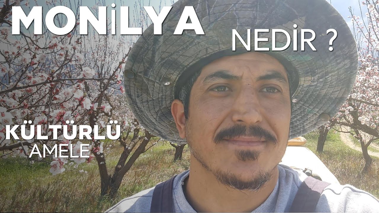 MONİLYA NEDİR? ne yapılır,ne yapılmaz?