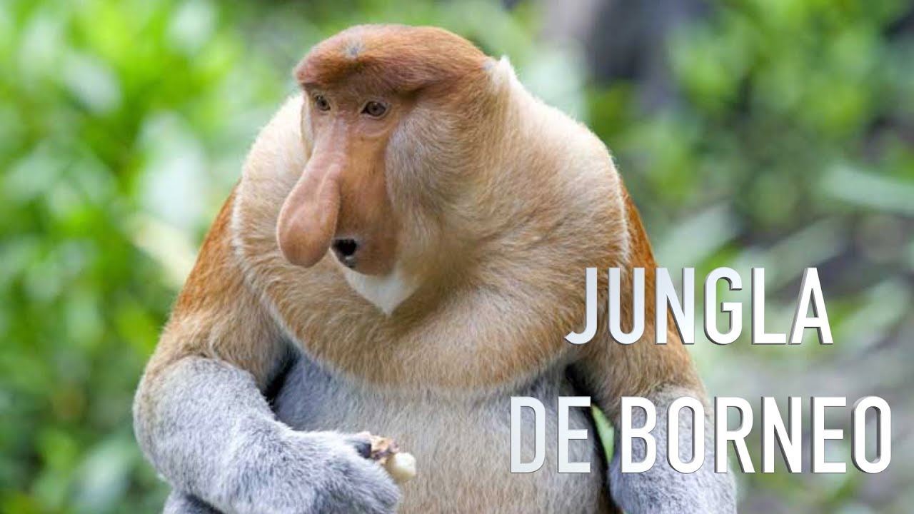 COCODRILOS, MONOS Y LAGARTOS EN LA JUNGLA DE BORNEO!! | BRUNEI #2