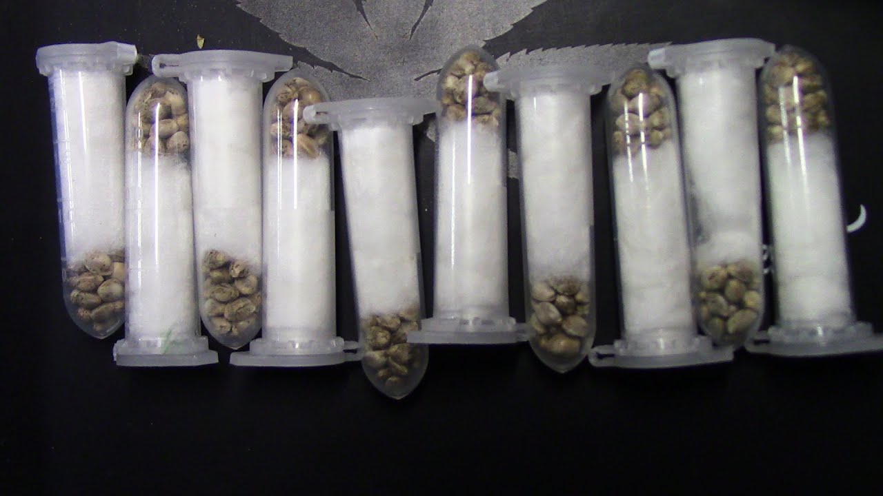SHG Double Grape autoflower cannabis seed giveaway