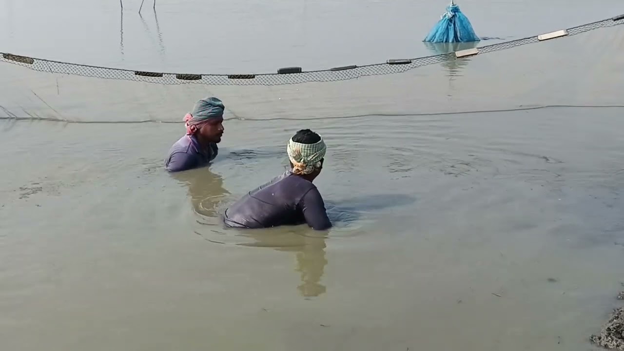 জালের টানে টানে উঠলো রুই মাছ