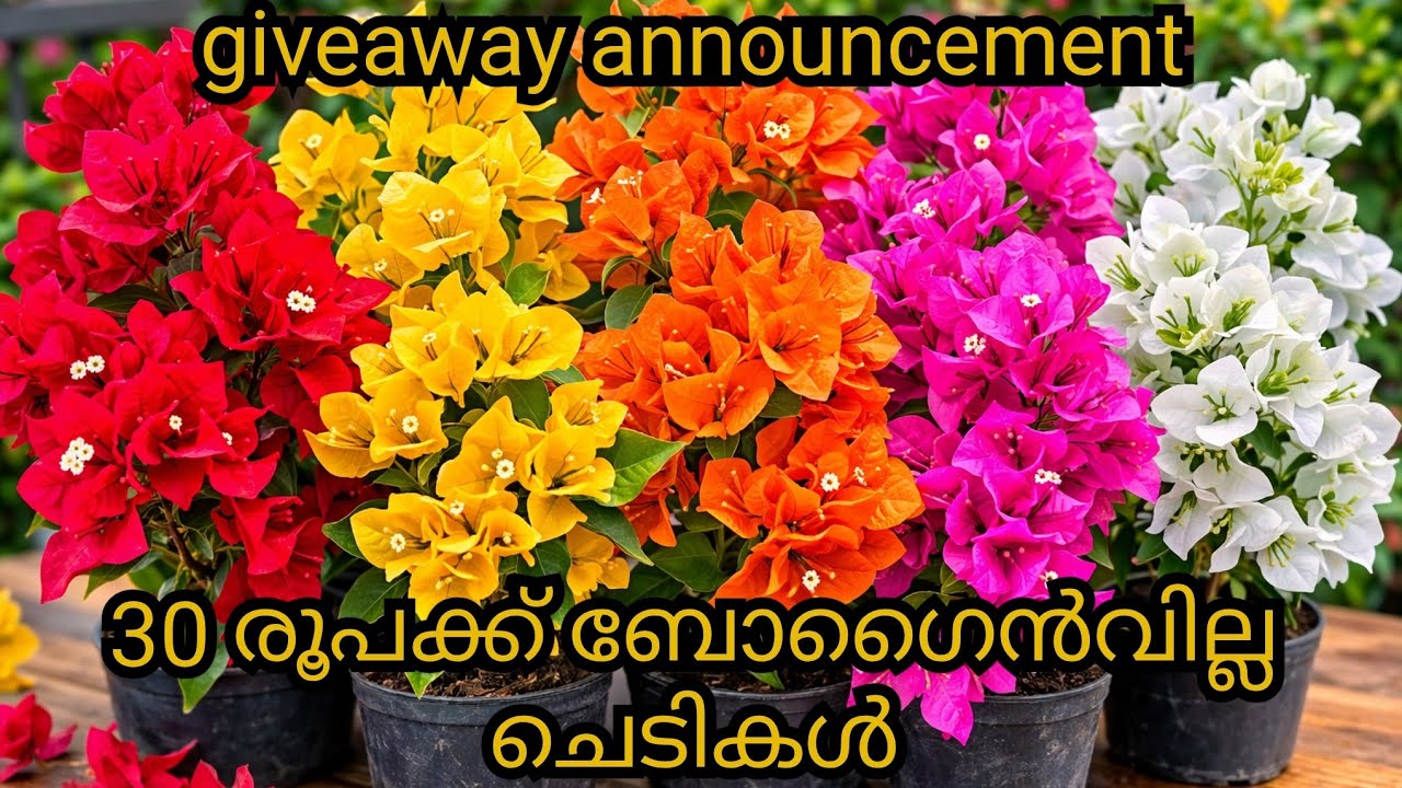 കുഞ്ഞു കവർ സൈസ് മുതൽ വലിയ മദർ പ്ലാന്റ് വില്പനക്ക് 30 രൂപ മുതൽ | Bougainvilla sale at cheap price 