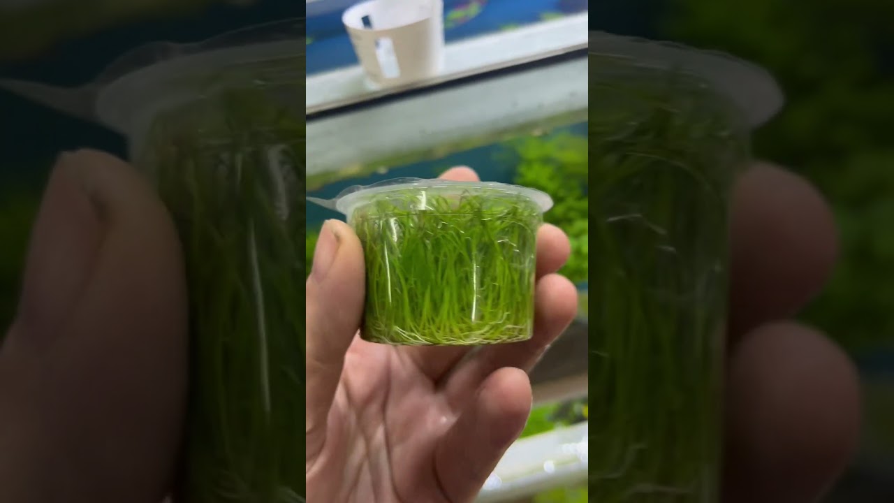 Eleocharis Acicularis &lsquo;Mini&rsquo; #aquarium #shorts #plants