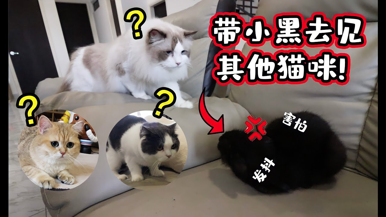 你們一直催的小黑影片來啦！拿去和達玲的貓咪見面會有什麼反應呢？！【小黑的第一次】ft 財財 布布 巴布 DDW