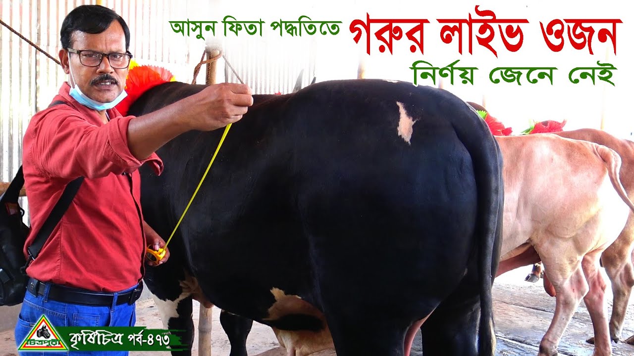 473-আসুন ফিতা পদ্ধতিতে গরুর লাইভ ওজন নির্ণয় জেনে নেই ।গরুর খামার ,ষাড় গরু পালন।চিত্রপুরী কৃষিচিত্র ।