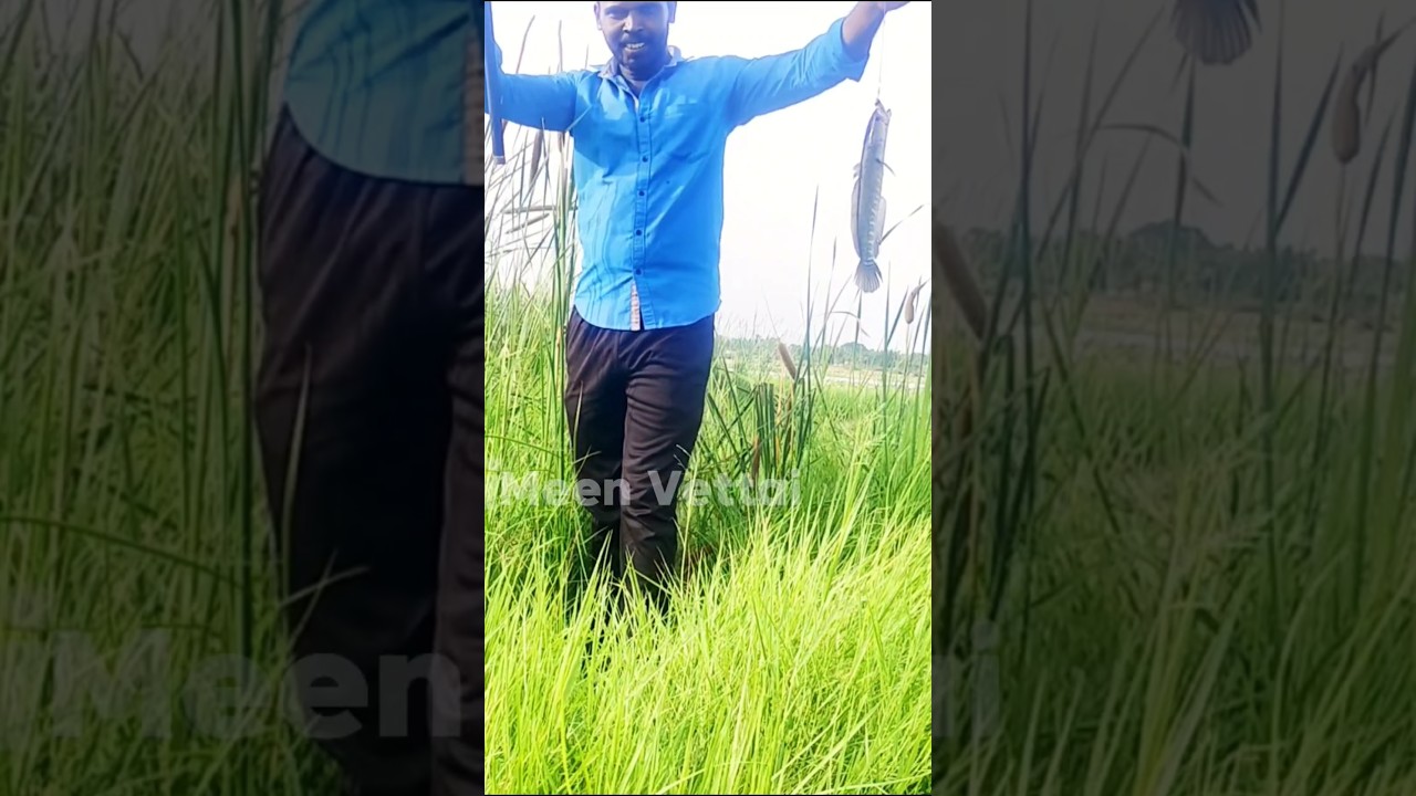 SNAKEHEAD FISHING VIDEO NEW LOCATION ‼️ #fishing #meenvettai #fish @Survive24official