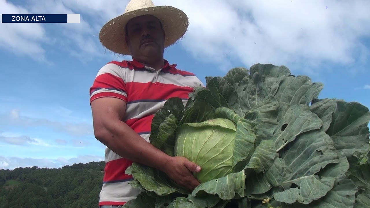 EL REPOLLO Y SU GRAN POTENCIAL