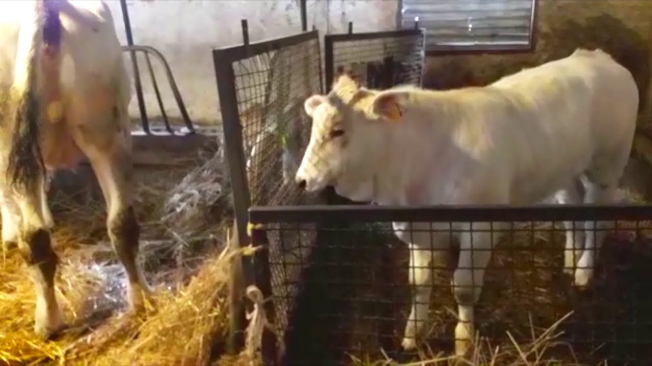 Una vera fattoria tra le mucche chianine!