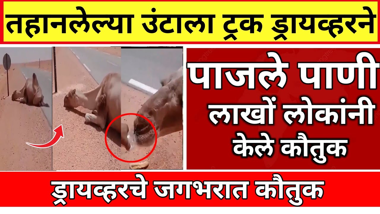 ड्रायव्हरने ट्रक थांबवून उंटाला पाजले पाणी.. जगभरात कौतुक | marathi news | viral news | 003