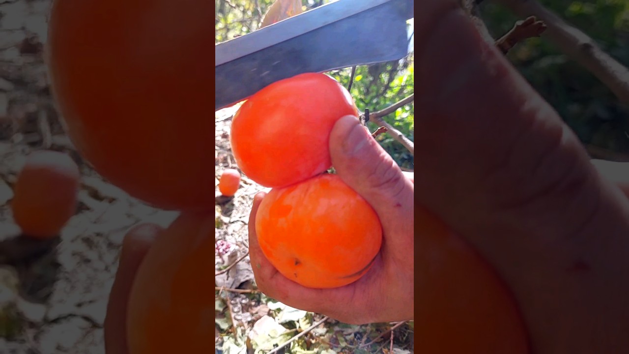 Japane fruit amlok in Mountains #mountaincooking #mountainlife #nature #snow #mountainfoods #camping