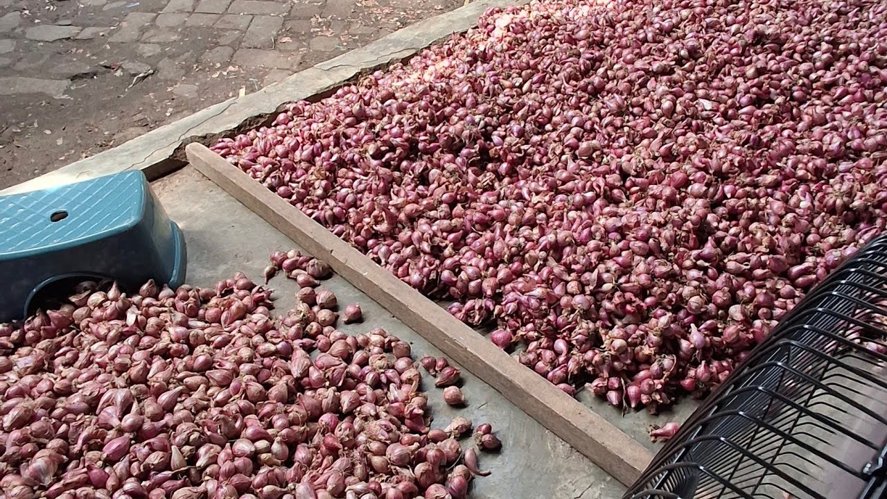 harga bawang merah turun sedangkan harga bibit bawang merah naik