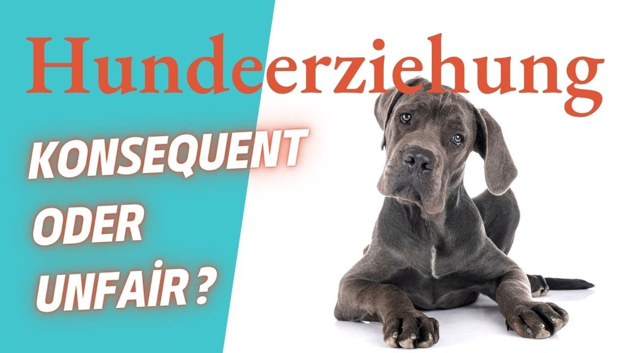 Fehler in der Hundeerziehung: Warum Konsequenz Freiheit bedeutet!🐶