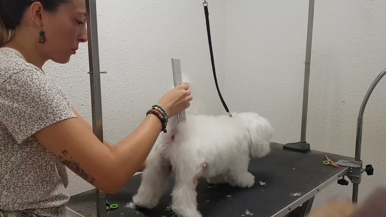 Corte de pelo bichon maltés a tijera. Peluqueria canina