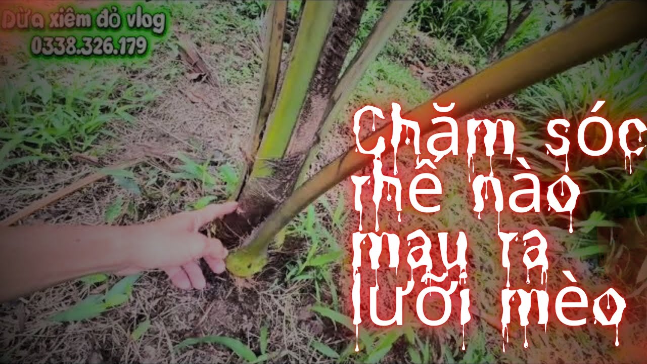 Quy trình chăm sóc dừa chuẩn nhất 