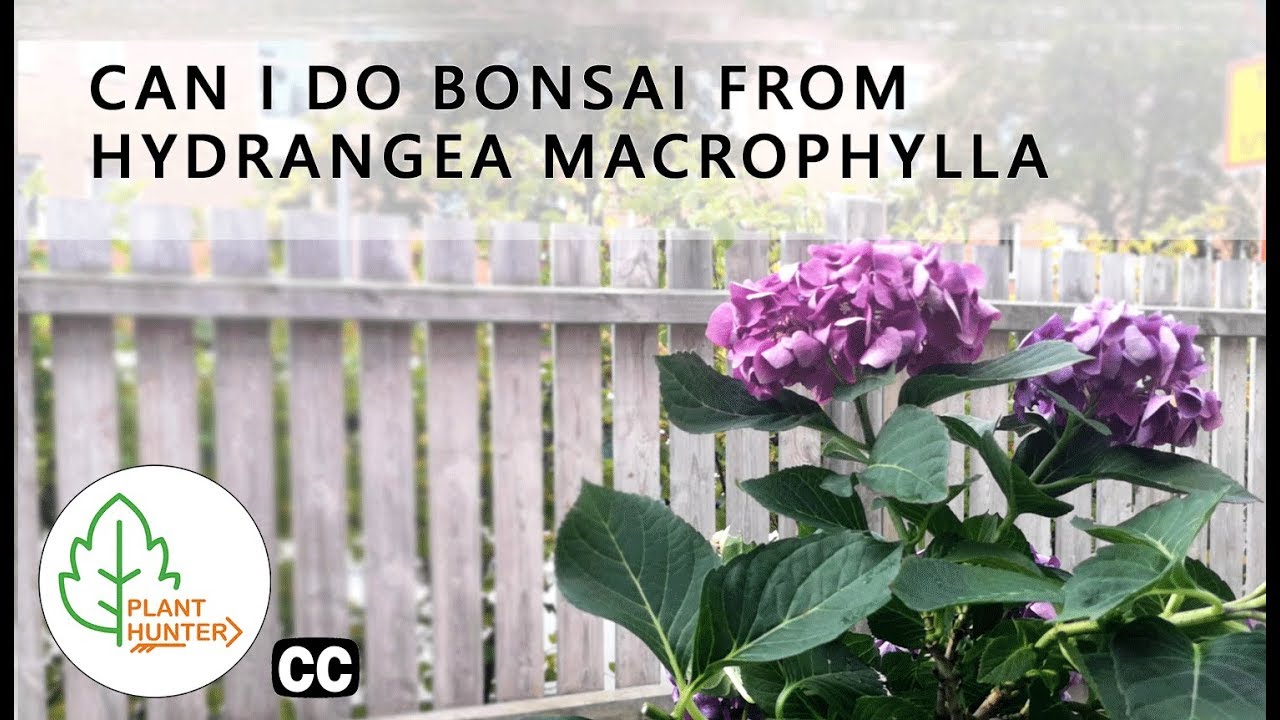 Can i make Bonsai from Hydrangea macrophylla - #PlantHunter