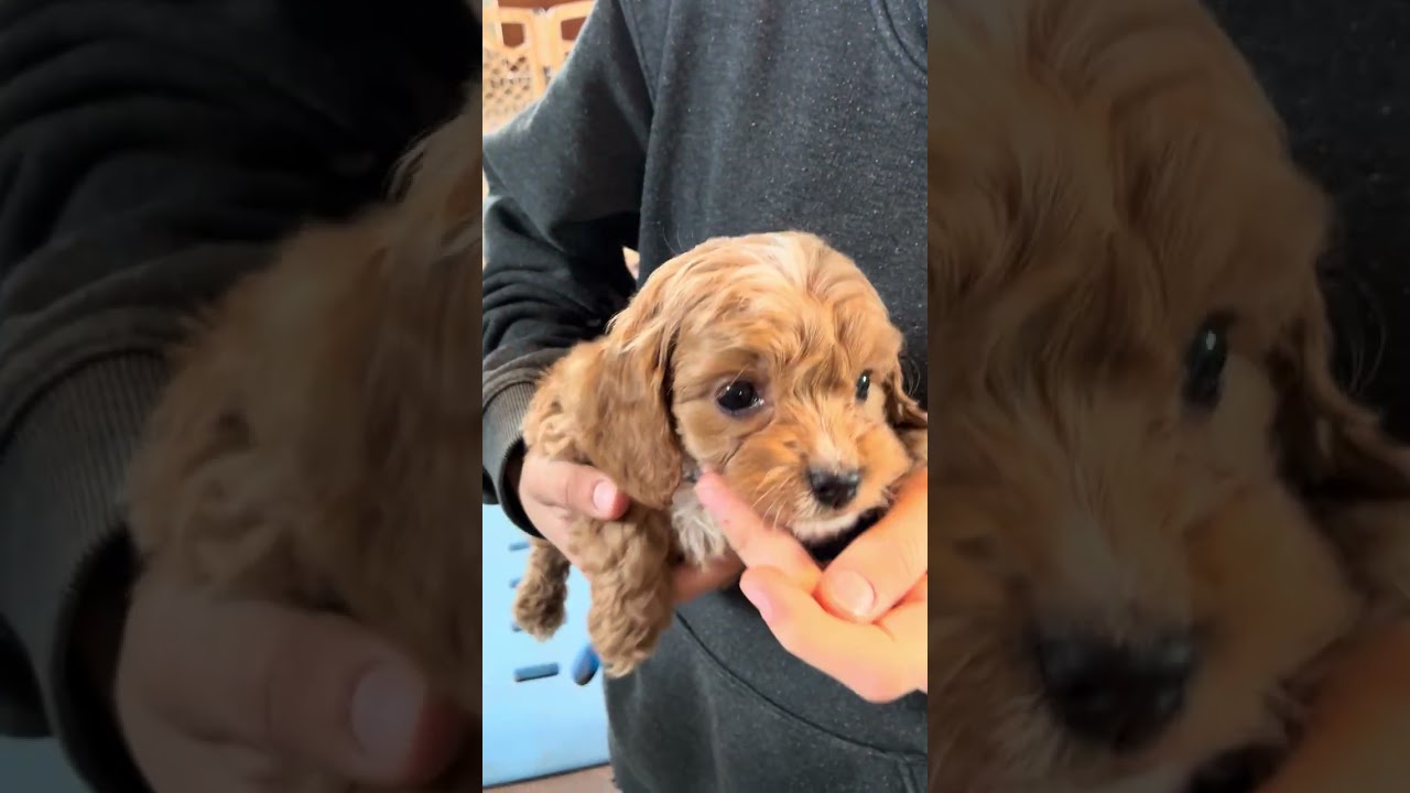 Ashley ~ f1 Cavapoo ~ 12-28-25