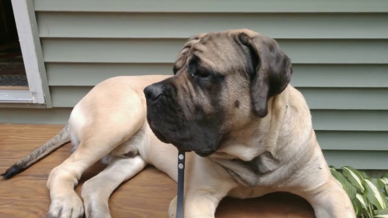 Growing up Mastiff year 1