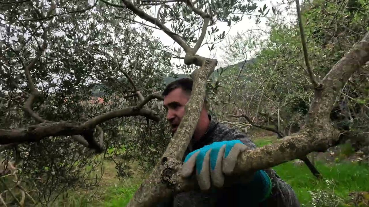 Nužna korektivna rezidba maslina 