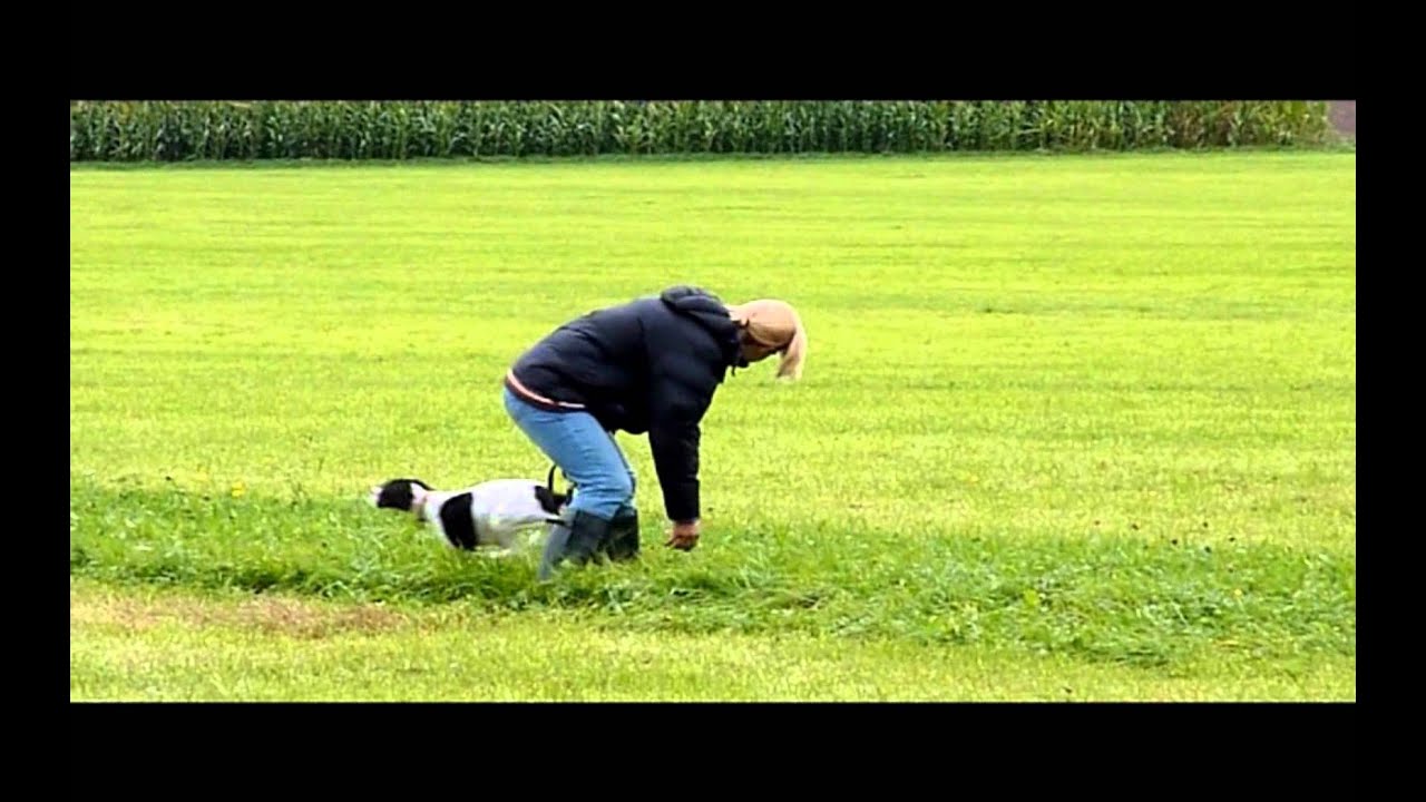 Pointer Puppy Training Aurach Okt 2011