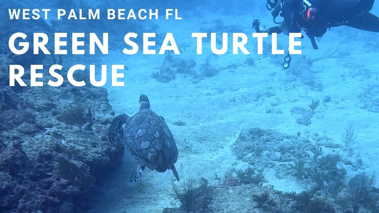 Saving a Green Sea Turtle from Fishing Line