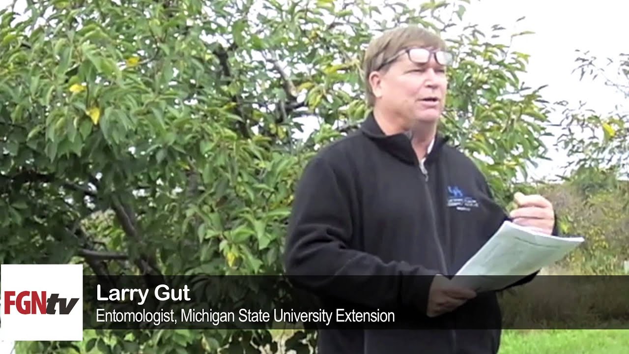 MSU Studies SWD Pressure in Cherries &mdash; FGNtv